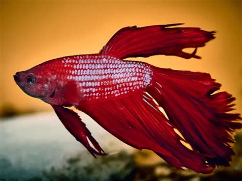 red beta fish|Red Betta Fish Overview: Temperament, Tank Setup & Care.